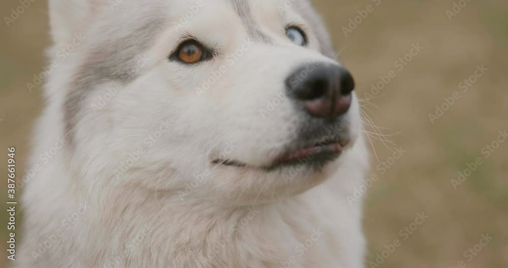 Portrait close-up white dog Husky in slow motion. Husky with heterochromia multicolored eyes. Concept of love for animals. Dog look at owner with like. Husky close up. Walking with dogs on autumn days Portrait close-up white dog Husky in slow motion. Husky with heterochromia multicolored eyes. Concept of love for animals. Dog look at owner with like. Husky close up. Walking with dogs on autumn days