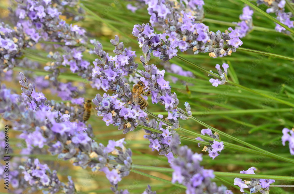 Fototapeta premium Bees on lavender flowers on a sunny day.