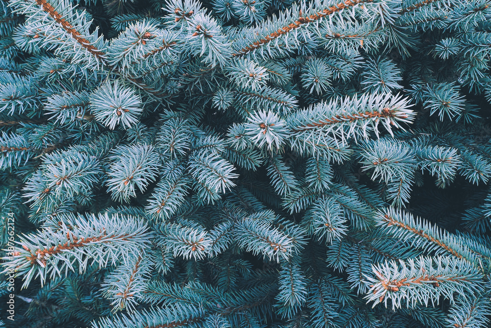 Blue spruce branch close-up, natura new year background