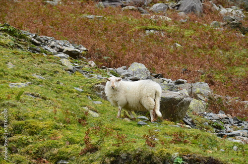 A sheep is standing on a hillside covered with yellow and green grass.