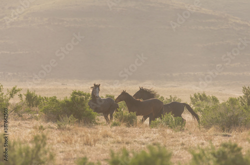 Wild horses in the Utah Desert