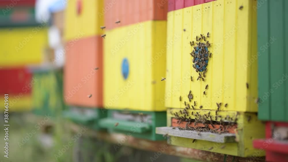 Gros plan sur des abeilles volantes. Ruche en bois et abeilles. 
