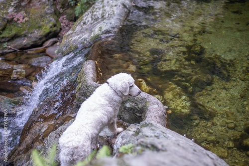 White Kuvasz dog looking at the water in a river basin in the mountains, seen from above photo