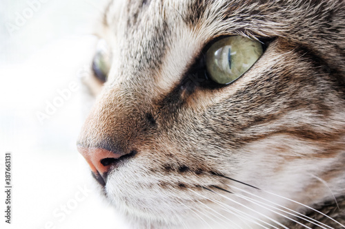 Close up portrait of a tabby cat