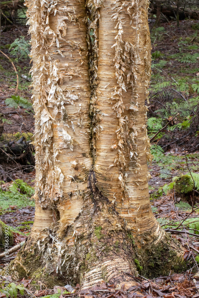 Yellow Birch with double trunk Yellow Birch with double trunk
