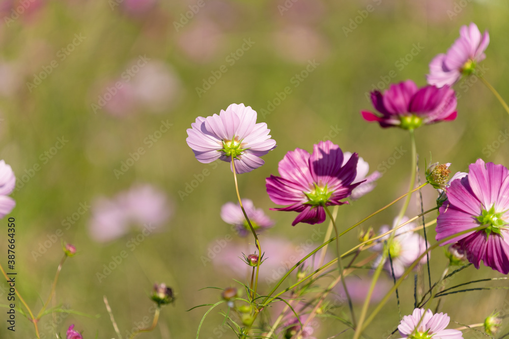 Cosmos field spreading all over and blue sky in autumn Cosmos field spreading all over and blue sky in autumn