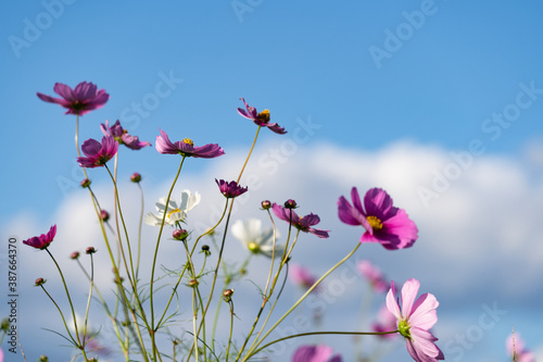 Cosmos field spreading all over and blue sky in autumn