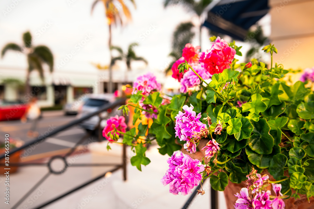Side closeup in Naples, Florida with colorful red pink geranium pelargonium flowers in garden with bokeh background of city downtown