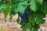 Large bunches of wine grapes in vineyard.