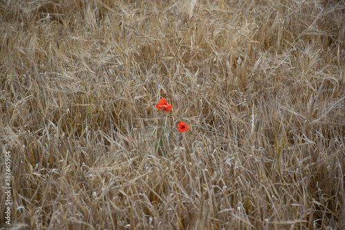 poppy in the field