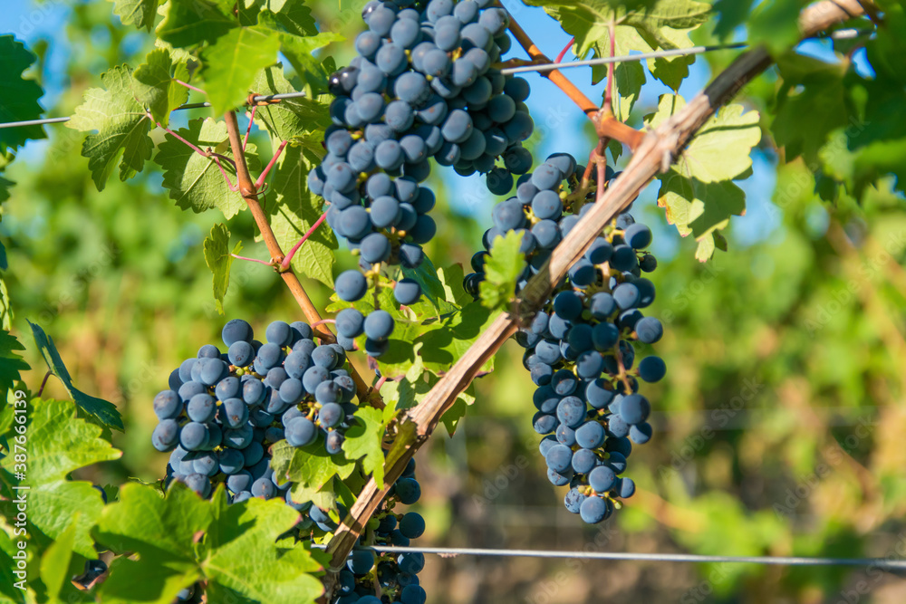 Large bunches of red wine grapes in vineyard.