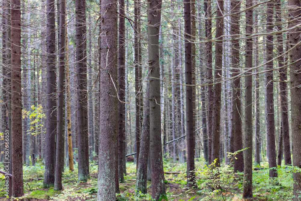 Fototapeta premium A dense forest of tall, straight, moss-covered pines in northwest Russia.
