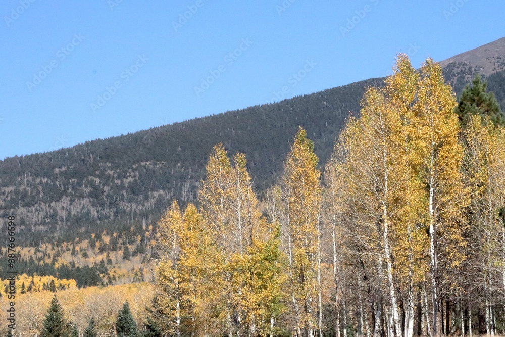 Beautiful Aspen Trees displaying wonderful fall colors