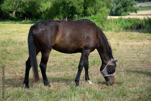 one horse in field 