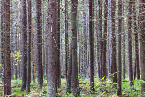 Fototapeta Naklejka Na Ścianę i Meble -  A dense forest of tall, straight, moss-covered pines in northwest Russia.