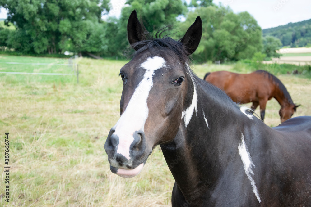 portrait of a horse