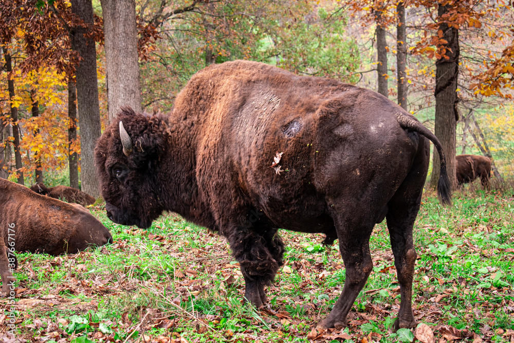 Focus on one bison in grass field with autumn leaves in the background. Focus on one bison in grass field with autumn leaves in the background.