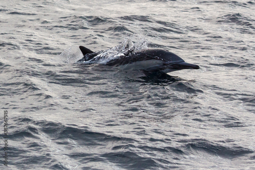 Fototapeta premium Wild dolphins swimming in the waters outside of Santa Cruz Island in Channel Islands National Park (California).