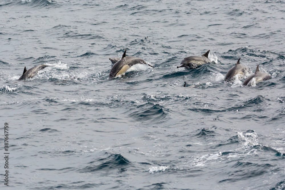 Wild dolphins swimming in the waters outside of Santa Cruz Island in Channel Islands National Park (California). Wild dolphins swimming in the waters outside of Santa Cruz Island in Channel Islands National Park (California).