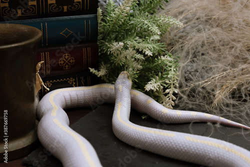 White American royal snake on the background of witchcraft accessories, alchemical instruments and ingredients. Mock up of empty tile dark slate. herbs, mortar, feather and cotton bolls. Halloween