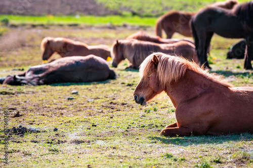 Icelandic horses lying down in stable paddock in Iceland morning countryside rural farm valley in north by Akureyri mountains meadow field pasture with sunrise sunlight photo