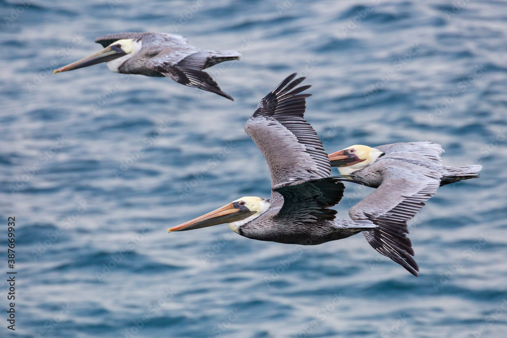 Obraz premium Wild pelicans flying along the coast of Santa Rosa Island in Channel Islands National Park (California).