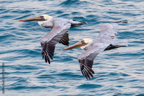 Wild pelicans flying along the coast of Santa Rosa Island in Channel Islands National Park (California). © Patrick