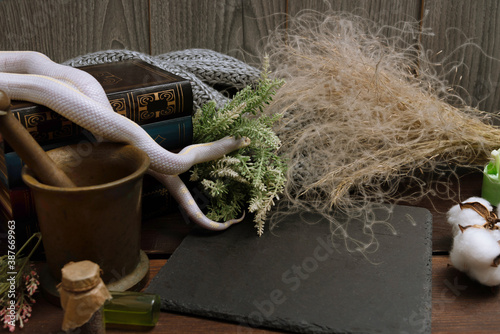 White American royal snake on the background of witchcraft accessories, alchemical instruments and ingredients. Mock up of empty tile dark slate. herbs, mortar, feather and cotton bolls. Halloween