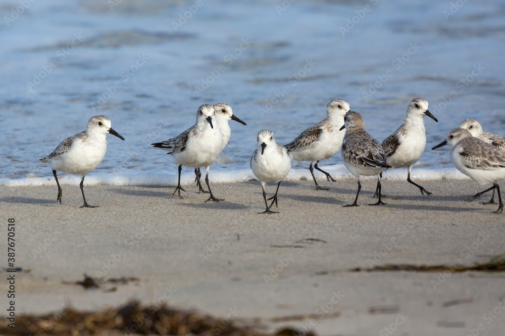 Wild sanderlings feeding on the coast of Santa Rosa Island in Channel Islands National Park (California). Wild sanderlings feeding on the coast of Santa Rosa Island in Channel Islands National Park (California).