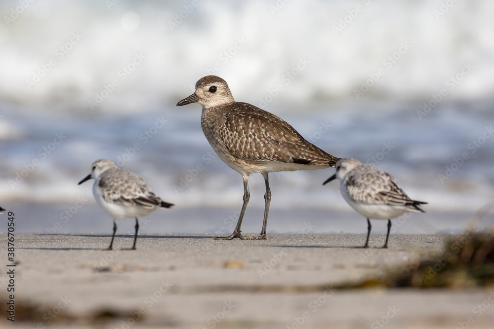 Wild sanderlings feeding on the coast of Santa Rosa Island in Channel Islands National Park (California). Wild sanderlings feeding on the coast of Santa Rosa Island in Channel Islands National Park (California).