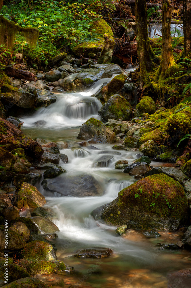 Rain Forest Creek in the North Cascade Mountains. Fall season at Wells Creek, near Nooksack Falls, meandering through the woods with colorful leaves, cedar trees, and mossy boulders. Rain Forest Creek in the North Cascade Mountains. Fall season at Wells Creek, near Nooksack Falls, meandering through the woods with colorful leaves, cedar trees, and mossy boulders.