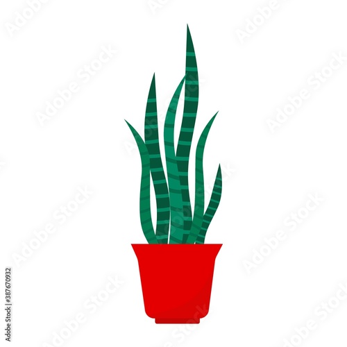Green house plant. Flower in a pot.