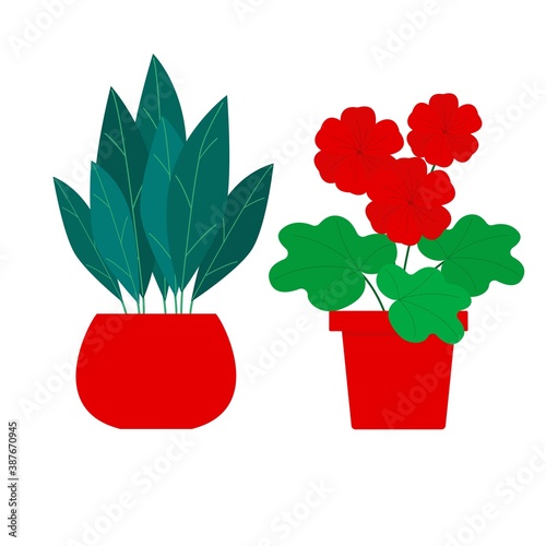 Blooming house plant. Flower in a pot. Floriculture