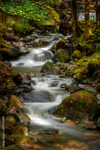 Rain Forest Creek in the North Cascade Mountains. Fall season at Wells Creek, near Nooksack Falls, meandering through the woods with colorful leaves, cedar trees, and mossy boulders. 