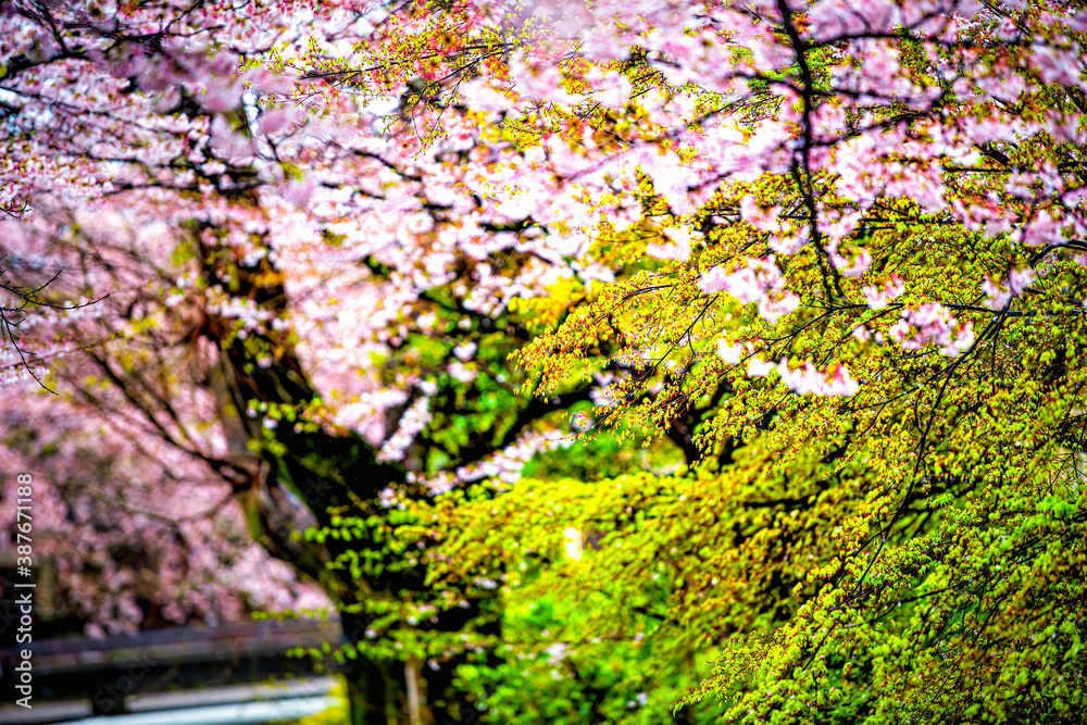 Kyoto, Japan cherry blossom sakura flower petals in spring in famous Philosopher's path garden park by river and bridge Kyoto, Japan cherry blossom sakura flower petals in spring in famous Philosopher's path garden park by river and bridge