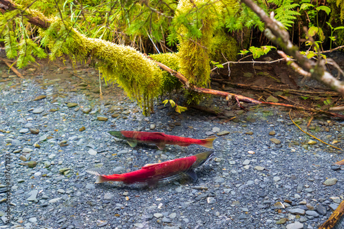 wild, red sockeye salmon spawning in a clear forest stream in Alaska.  These fish have reached the end of their migration from the ocean to their river spawning grounds to lay their eggs