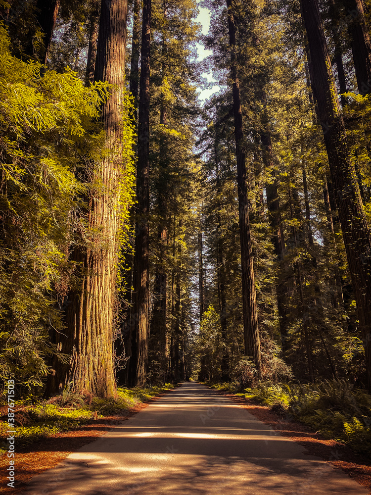 Fototapeta premium Red woods
