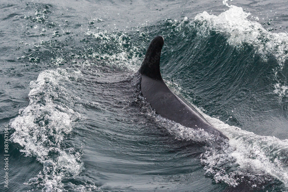 Fototapeta premium Wild dolphins swimming in the waters outside of Santa Cruz Island in Channel Islands National Park (California).