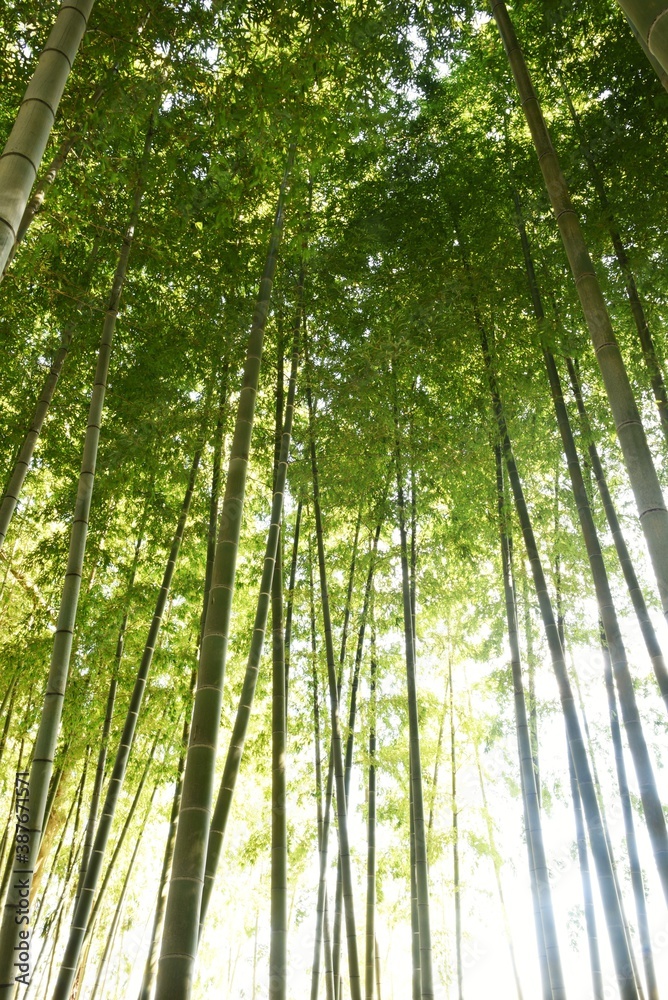 Natural background / Bamboo forest scene. Natural background / Bamboo forest scene.
