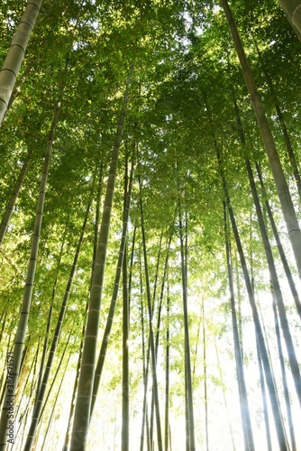 Natural background   Bamboo forest scene.