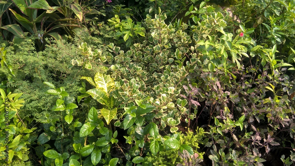 scenic view of green plants for multipurpose use scenic view of green plants for multipurpose use
