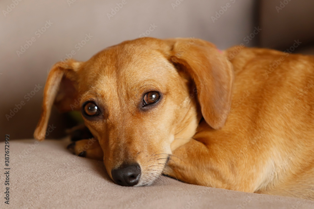 small dachshund crossbreed dog lying down and quiet small dachshund crossbreed dog lying down and quiet