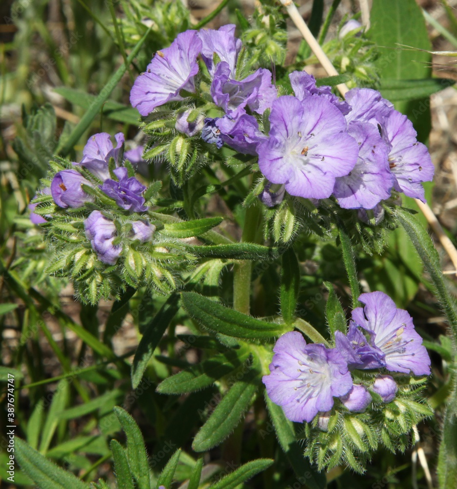 Threadleaf Phacelia (Phacelia linearis) purple wildflower at First Peoples Buffalo Jump State Park, Montana
