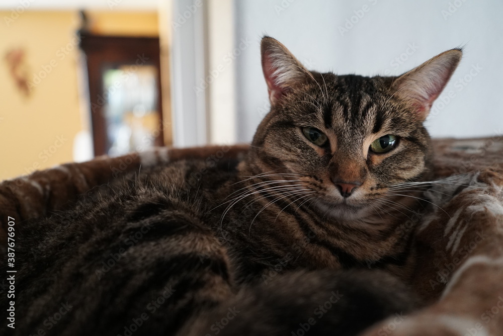 Naklejka premium Puffy Cat