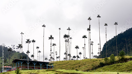 The cocora valley is an excellent tourist site in the coffee axis of Colombia, there are horseback riding, hiking, sport fishing, nature, and abounds the wax palm (ceroxylon quindiuense) photo