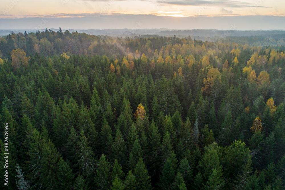 Birds eye view of thick forest during autumn sunrise with fog.