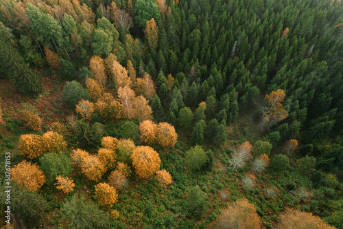 Birds eye view of thick forest during autumn sunrise with fog. © valdisskudre