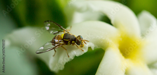 Hoverfly on Flower