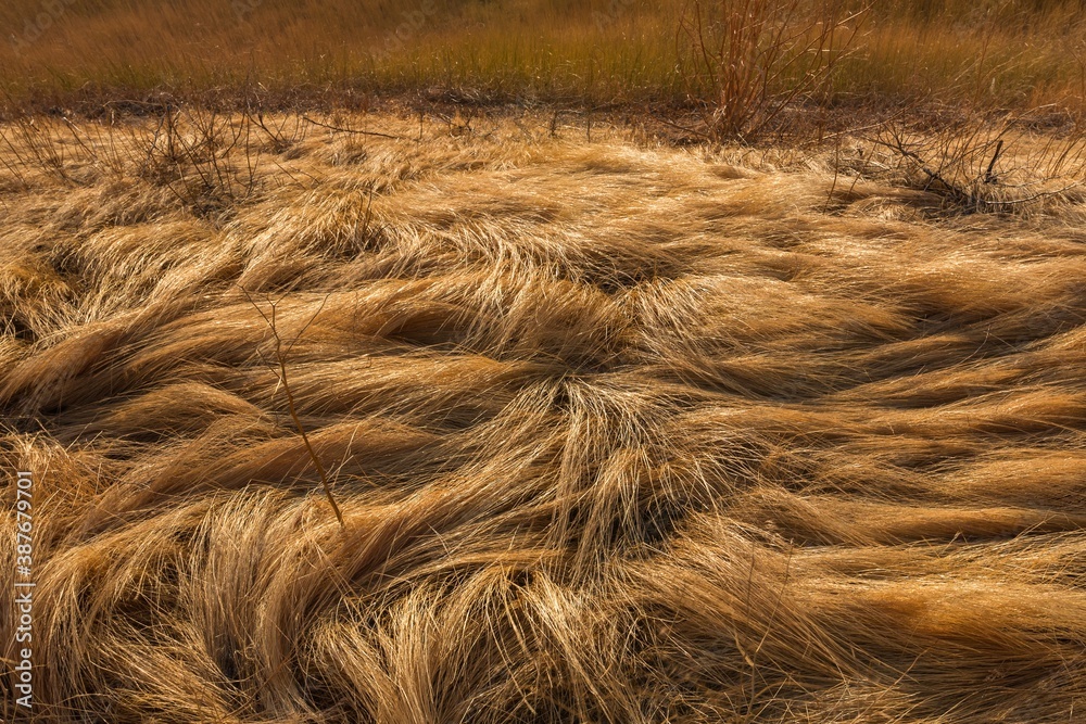 Natural pattern of golden grass in sunset colors Natural pattern of golden grass in sunset colors