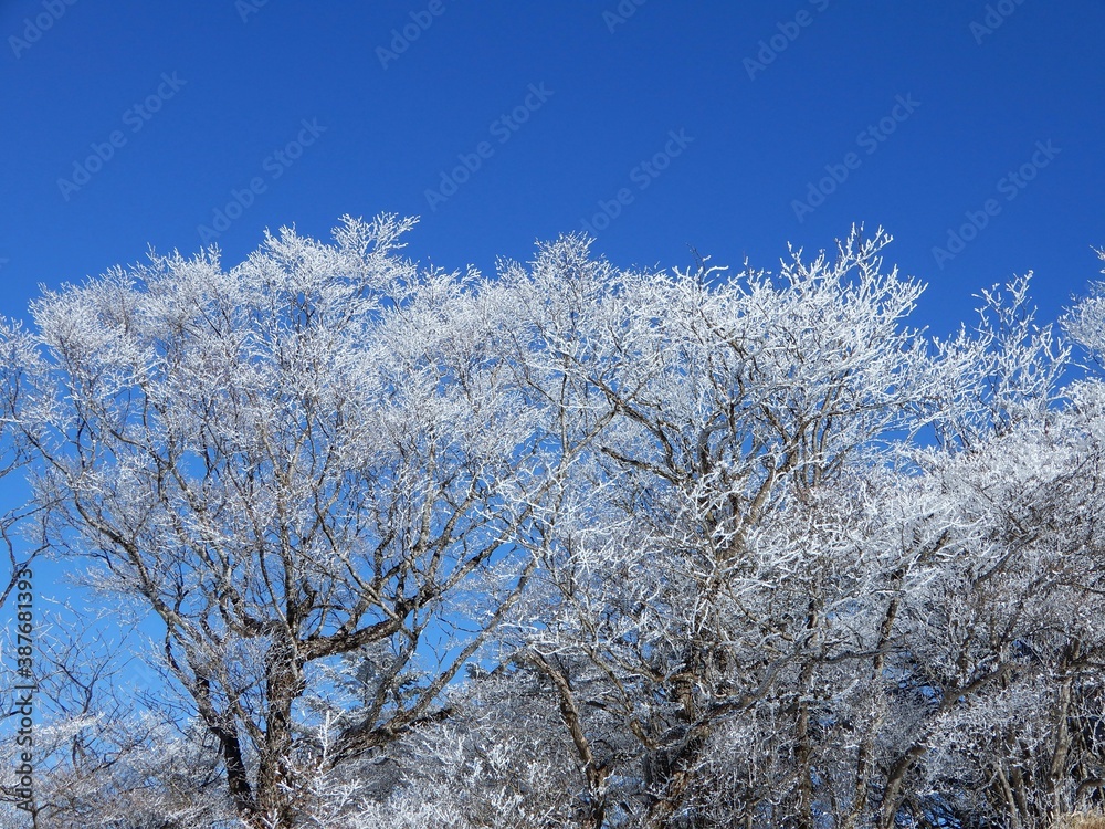 枝についた雪と青空 枝についた雪と青空